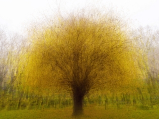 "Dunaújváros fái a négy évszakban" - őszi ciklus  - fotó: 