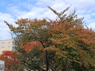 "Dunaújváros fái a négy évszakban" - őszi ciklus  - fotó: 