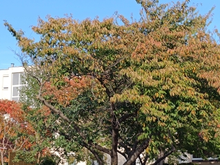 "Dunaújváros fái a négy évszakban" - őszi ciklus  - fotó: 