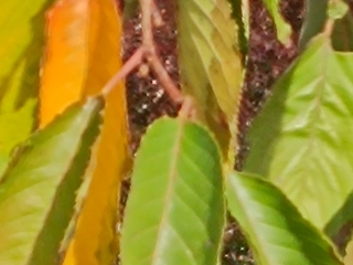 "Dunaújváros fái a négy évszakban" - őszi ciklus  - fotó: 