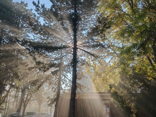 "Dunaújváros fái a négy évszakban" - őszi ciklus  - fotó: 