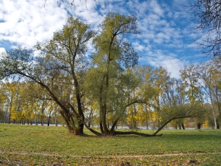 "Dunaújváros fái a négy évszakban" - őszi ciklus  - fotó: 