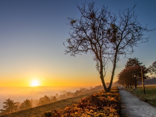 "Dunaújváros fái a négy évszakban" - őszi ciklus  - fotó: 