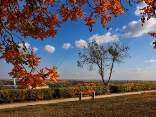 "Dunaújváros fái a négy évszakban" - őszi ciklus  - fotó: 