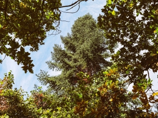 "Dunaújváros fái a négy évszakban" - őszi ciklus  - fotó: 