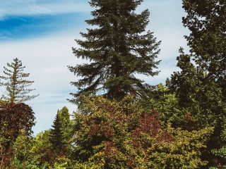 "Dunaújváros fái a négy évszakban" - őszi ciklus  - fotó: 