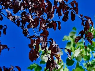 "Dunaújváros fái a négy évszakban" - őszi ciklus  - fotó: 