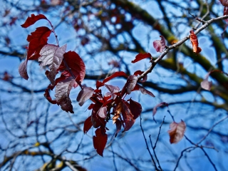 "Dunaújváros fái a négy évszakban" - őszi ciklus  - fotó: 