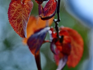 "Dunaújváros fái a négy évszakban" - őszi ciklus  - fotó: 