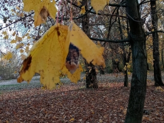 "Dunaújváros fái a négy évszakban" - őszi ciklus  - fotó: 