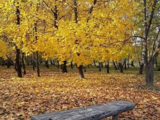 "Dunaújváros fái a négy évszakban" - őszi ciklus  - fotó: 