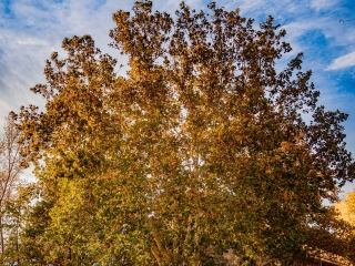 "Dunaújváros fái a négy évszakban" - őszi ciklus  - fotó: 