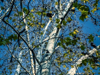 "Dunaújváros fái a négy évszakban" - őszi ciklus  - fotó: 