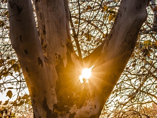 "Dunaújváros fái a négy évszakban" - őszi ciklus  - fotó: 