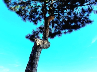 "Dunaújváros fái a négy évszakban" - őszi ciklus  - fotó: 