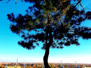 "Dunaújváros fái a négy évszakban" - őszi ciklus  - fotó: 