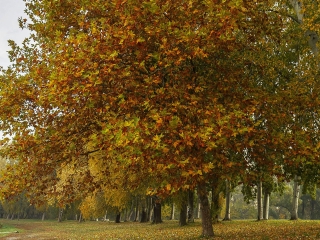 "Dunaújváros fái a négy évszakban" - őszi ciklus  - fotó: 