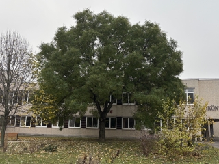 "Dunaújváros fái a négy évszakban" - őszi ciklus  - fotó: 