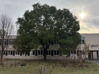 "Dunaújváros fái a négy évszakban" - őszi ciklus  - fotó: 