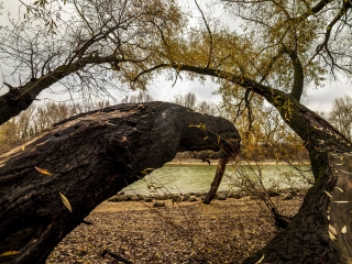 "Dunaújváros fái a négy évszakban" - őszi ciklus  - fotó: 