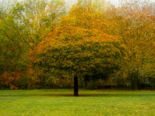"Dunaújváros fái a négy évszakban" - őszi ciklus  - fotó: 