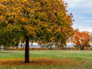 "Dunaújváros fái a négy évszakban" - őszi ciklus  - fotó: 