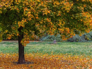 "Dunaújváros fái a négy évszakban" - őszi ciklus  - fotó: 