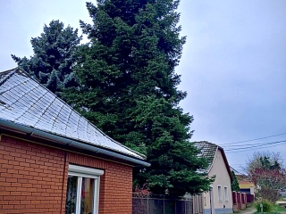 "Dunaújváros fái a négy évszakban" - őszi ciklus  - fotó: 