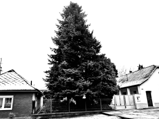 "Dunaújváros fái a négy évszakban" - őszi ciklus  - fotó: 