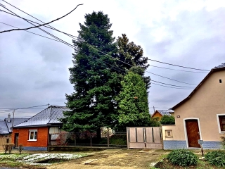 "Dunaújváros fái a négy évszakban" - őszi ciklus  - fotó: 