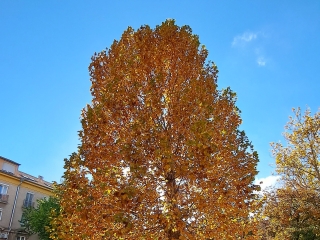 "Dunaújváros fái a négy évszakban" - őszi ciklus  - fotó: 