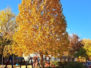 "Dunaújváros fái a négy évszakban" - őszi ciklus  - fotó: 