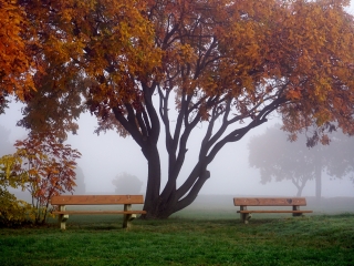 "Dunaújváros fái a négy évszakban" - őszi ciklus  - fotó: 