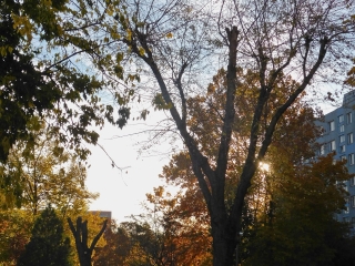"Dunaújváros fái a négy évszakban" - őszi ciklus  - fotó: 