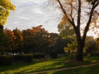 "Dunaújváros fái a négy évszakban" - őszi ciklus  - fotó: 
