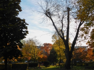 "Dunaújváros fái a négy évszakban" - őszi ciklus  - fotó: 