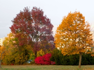 "Dunaújváros fái a négy évszakban" - őszi ciklus  - fotó: 