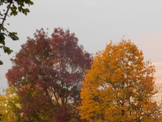 "Dunaújváros fái a négy évszakban" - őszi ciklus  - fotó: 