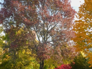 "Dunaújváros fái a négy évszakban" - őszi ciklus  - fotó: 