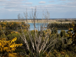 "Dunaújváros fái a négy évszakban" - őszi ciklus  - fotó: 