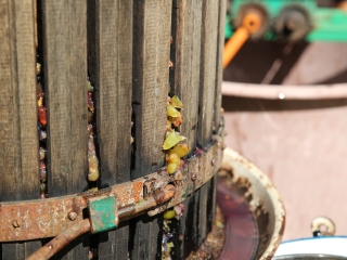 Szüret a Dózsa iskolában - fotó: Ónodi Zoltán