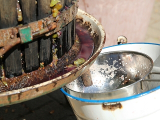 Szüret a Dózsa iskolában - fotó: Ónodi Zoltán