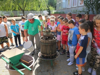 Szüret a Dózsa iskolában - fotó: Ónodi Zoltán