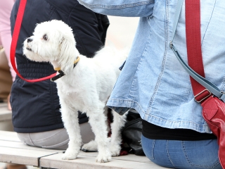 Élet-Stílus - egy nap a sportról és egészségről a Városháza téren - fotó: Sándor Judit