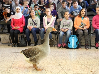 Márton-napi libafuttatás és más vigasságok a Széchenyiben - fotó: Sándor Judit