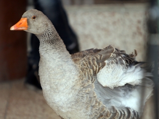 Márton-napi libafuttatás és más vigasságok a Széchenyiben - fotó: Sándor Judit