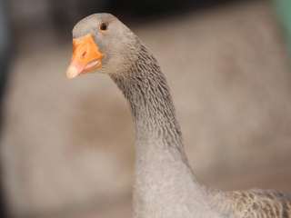 Márton-napi libafuttatás és más vigasságok a Széchenyiben - fotó: Sándor Judit