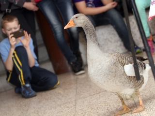 Márton-napi libafuttatás és más vigasságok a Széchenyiben - fotó: Sándor Judit