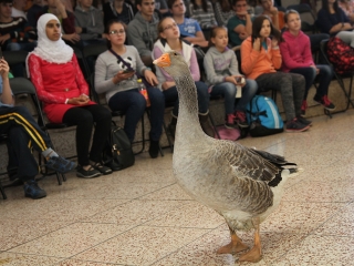 Márton-napi libafuttatás és más vigasságok a Széchenyiben - fotó: Sándor Judit