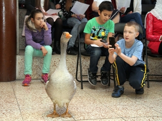 Márton-napi libafuttatás és más vigasságok a Széchenyiben - fotó: Sándor Judit